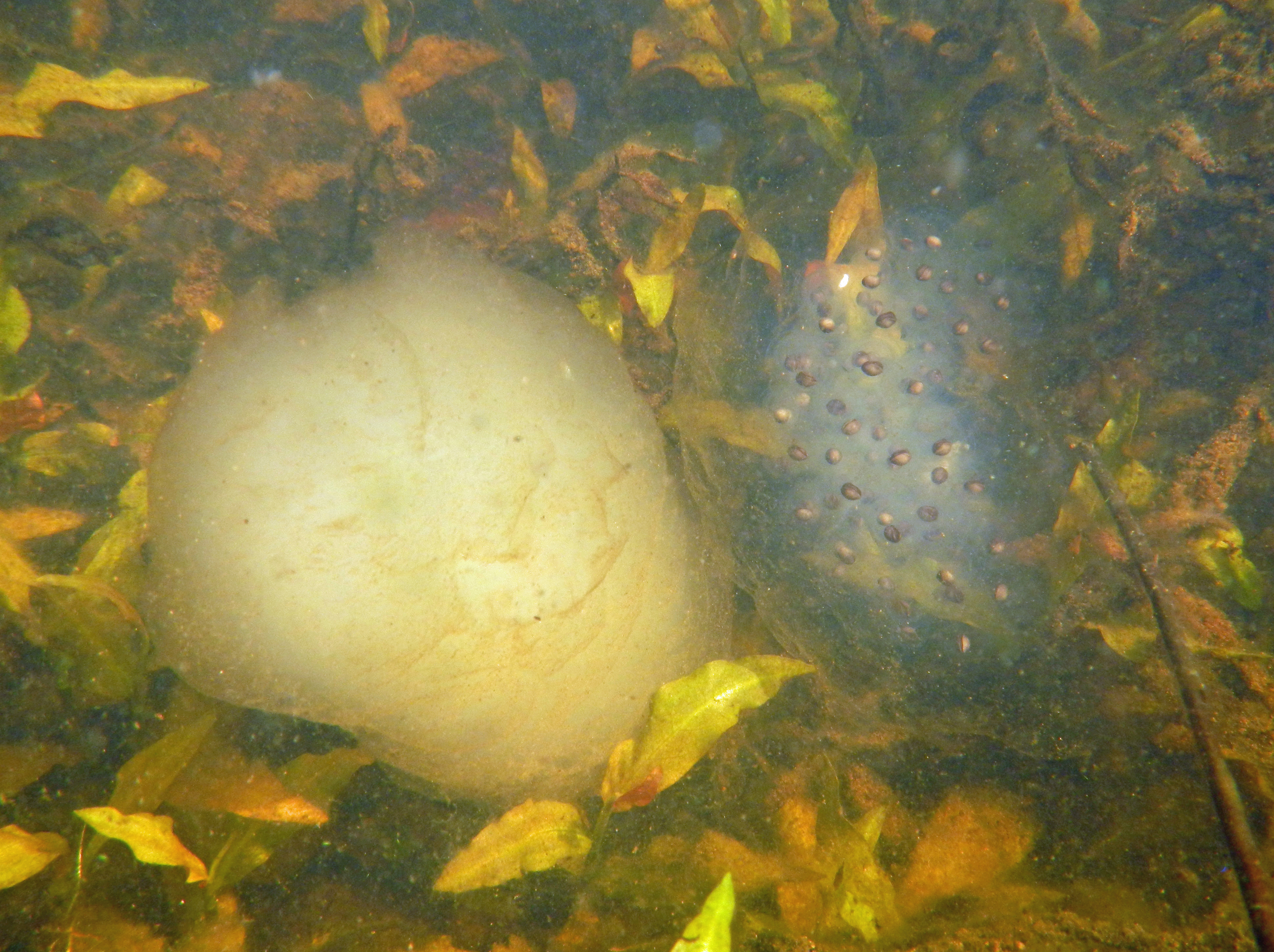 This photograph displays two spotted salamander egg masses underwater in a pond. The two egg masses are shown next to each other with one egg mass being the white morph and the other egg mass being the clear morph.