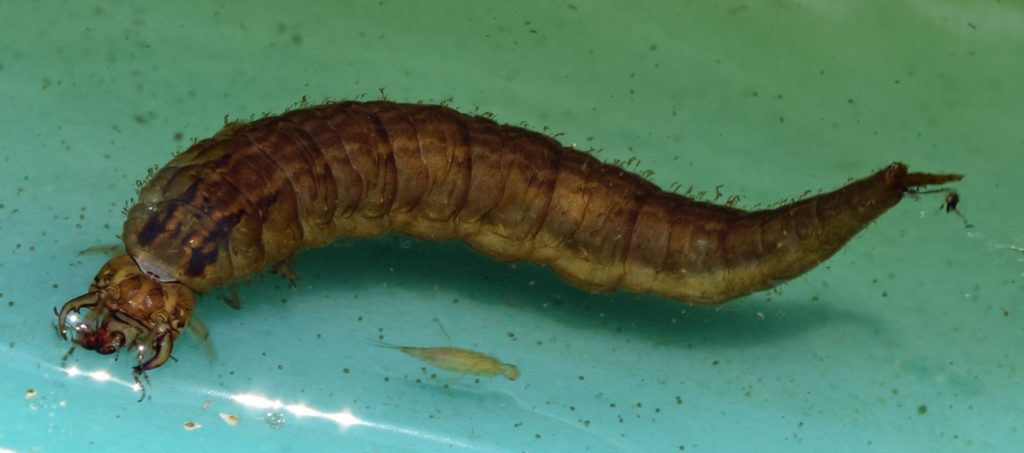 crawling water beetle larvae