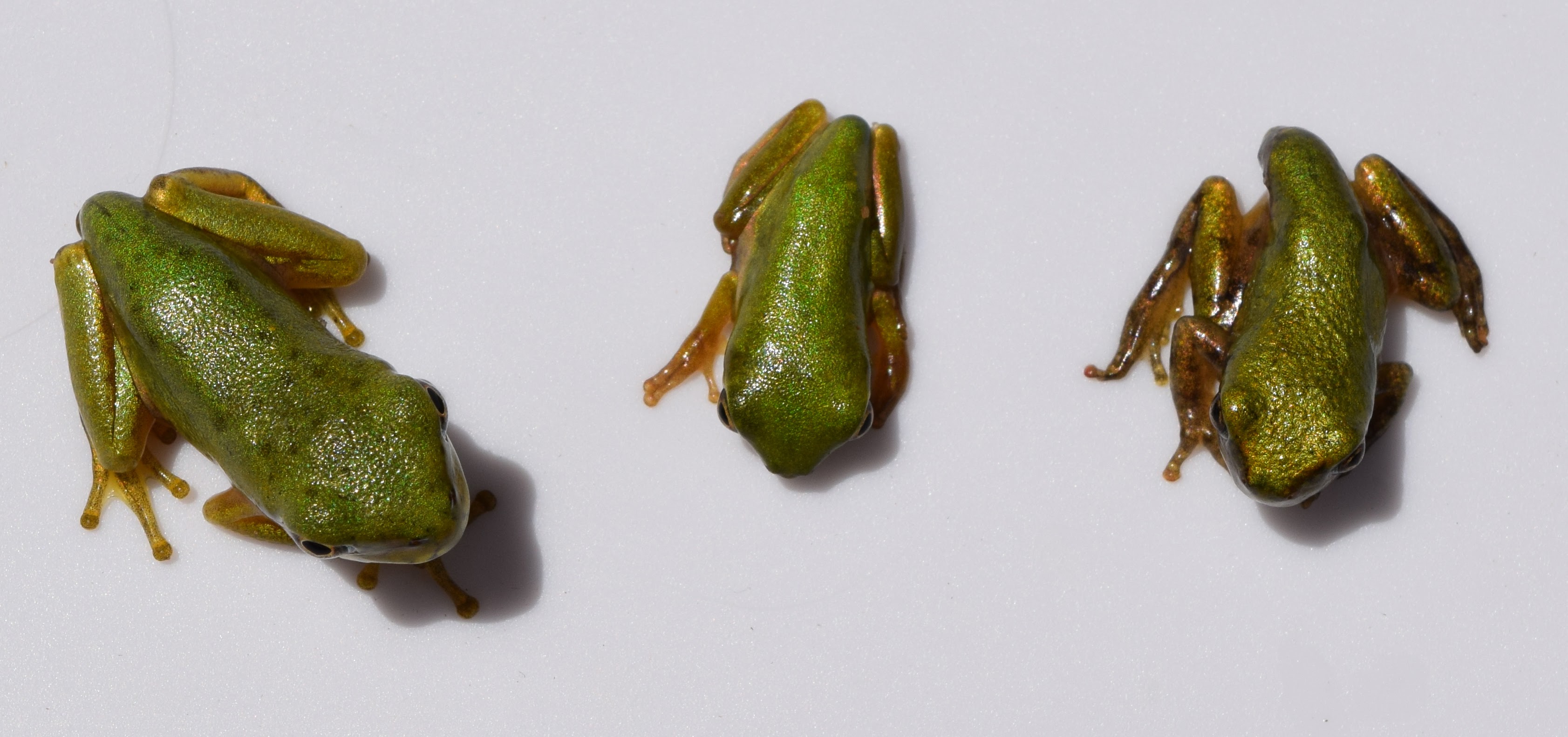 This is a photograph of three recently metamorphosed juvenile frogs. All three appear relatively similar to each other, but each is a different species: the barking treefrog, green treefrog, and gray treefrog.