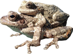 This photo illustrates a male gray treefrog on top of a female gray treefrog as they are in amplexus for breeding