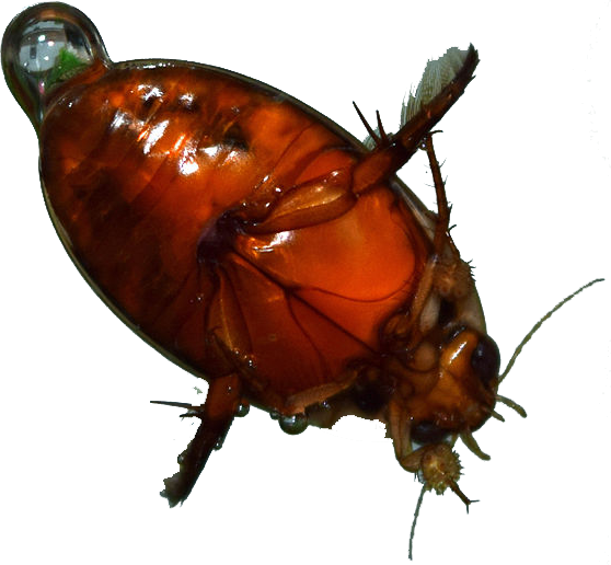 This is a ventral photograph of an adult male predaceous diving beetle with a red venter and carrying an air bubble