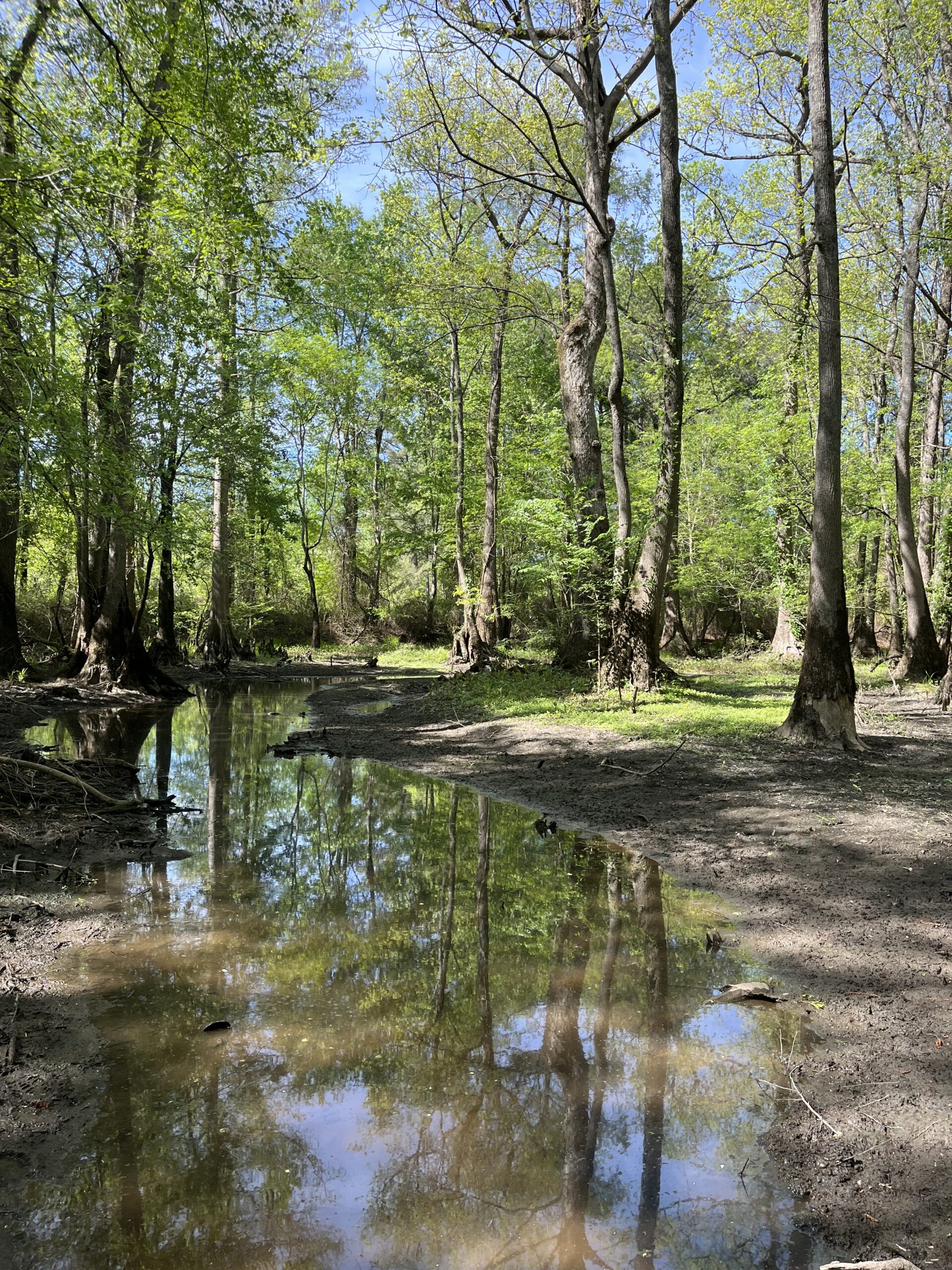 Photo of a cypress swamp in spring with very little water